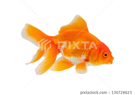 Oranda goldfish isolated on white background close up 130726623