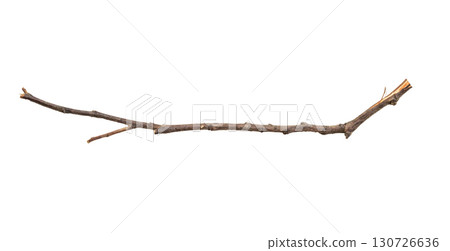 Dry tree branches isolated on white background Dry tree branches isolated on white background 130726636