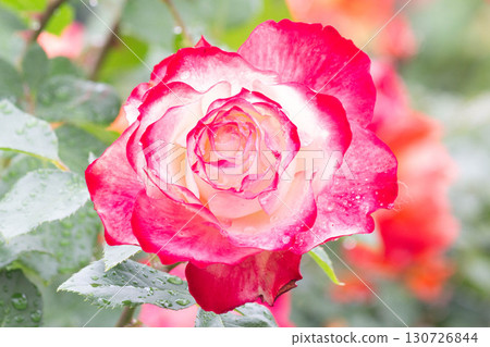 玫瑰(Jubileque du Princess de Monaco) 玫瑰(Jubileque du Princess de Monaco) 130726844