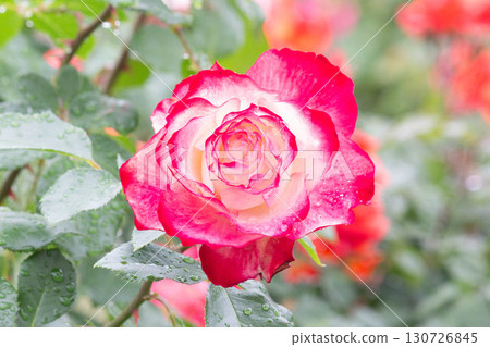 Roses (Jubileque du Princess de Monaco) Roses (Jubileque du Princess de Monaco) 130726845