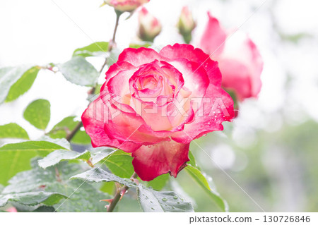 Roses (Jubileque du Princess de Monaco) Roses (Jubileque du Princess de Monaco) 130726846