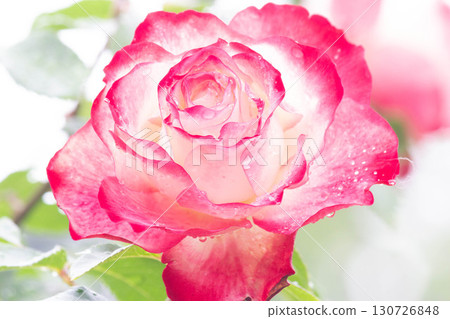 Roses (Jubileque du Princess de Monaco) Roses (Jubileque du Princess de Monaco) 130726848