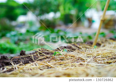 Closeup young little tree grows in the ground covered by the dried straw. with blurred plantation in background 130726862