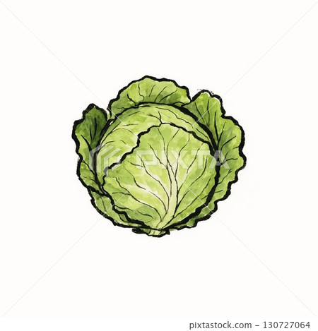 Cabbage illustration 130727064