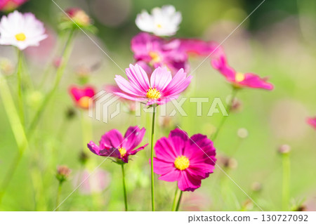 cosmos on green background 130727092