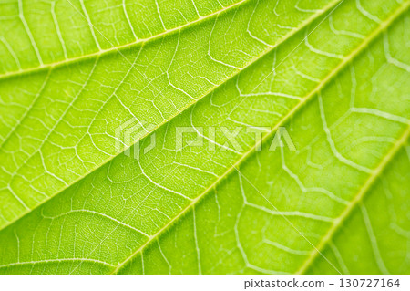 Natural plant green leaf texture surface background 130727164