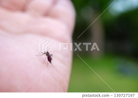 Aedes aegypti mosquitoes on human hand Aedes aegypti mosquitoes on human hand 130727197