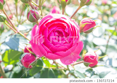 Rose (Ponpononella) 130727214