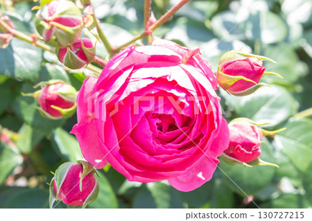 Rose (Ponpononella) Rose (Ponpononella) 130727215