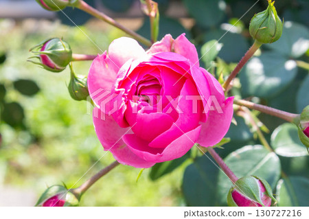 Rose (Ponpononella) 130727216