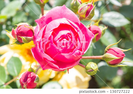 Rose (Ponpononella) 130727222