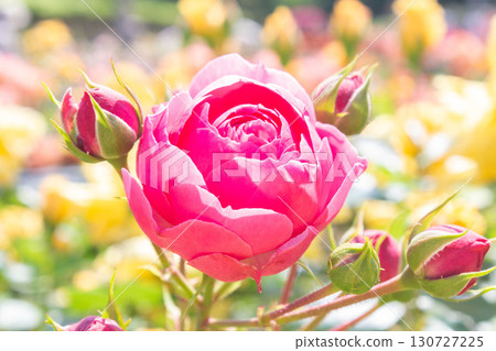 玫瑰（Ponpononella） 130727225