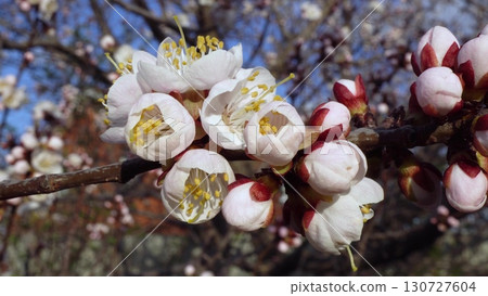 Pink apricot blossoms - macro shot of delicate petals 130727604