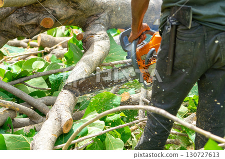 Closeup chainsaw cutting the log by chainsaw machine with sawdust fly around. 130727613