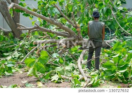 Back portrait male arborist holds the chainsaw and looks at the big tree laying on the ground 130727632