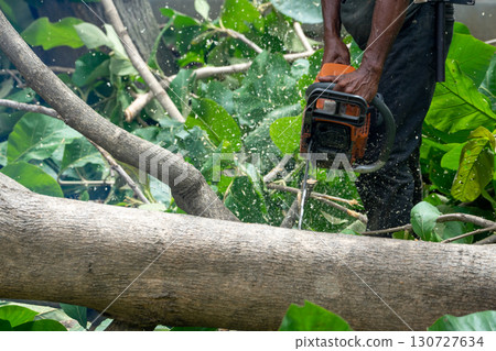 Closeup chainsaw cutting the log by chainsaw machine with sawdust fly around. Closeup chainsaw cutting the log by chainsaw machine with sawdust fly around. 130727634