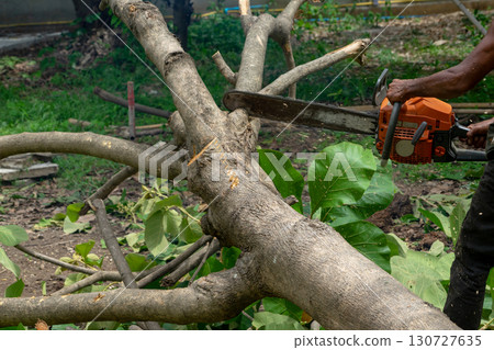Closeup chainsaw cutting the log by chainsaw machine with sawdust fly around. Closeup chainsaw cutting the log by chainsaw machine with sawdust fly around. 130727635