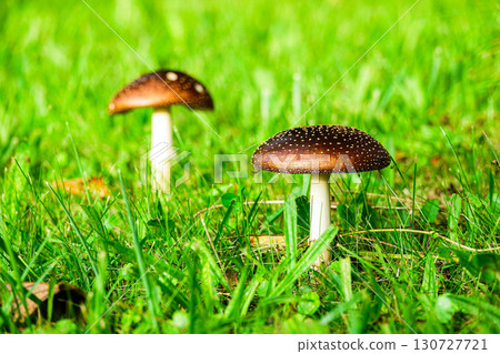 生長在北海道森林裡的鵝膏菌 生長在北海道森林裡的鵝膏菌 130727721