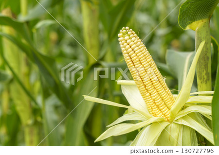 Ripe Corn on the Stalk in a Field 130727796