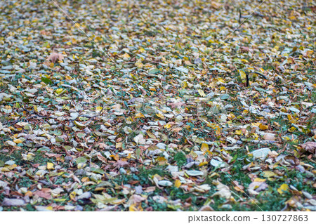 Background of autumn leaves fallen to the ground from trees 130727863