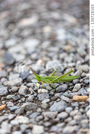 肖亮螞蚱 130728103