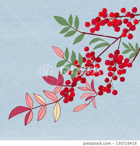 南天竹,一種用於新年裝飾的吉祥植物,有紅色漿果 南天竹,一種用於新年裝飾的吉祥植物,有紅色漿果 130728418