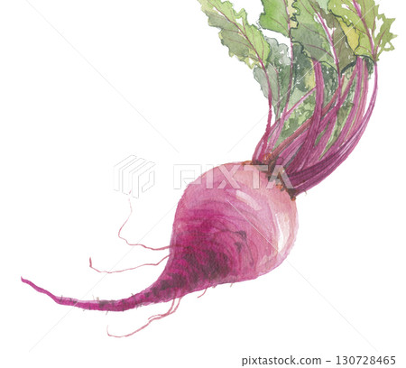水彩甜菜 130728465