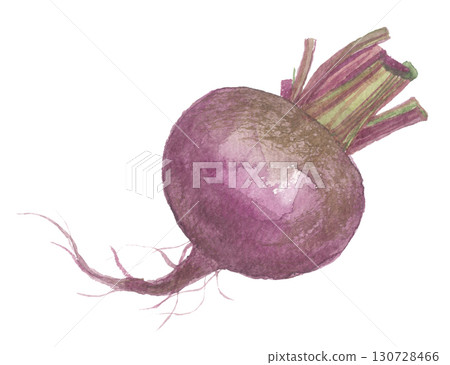 水彩甜菜 水彩甜菜 130728466