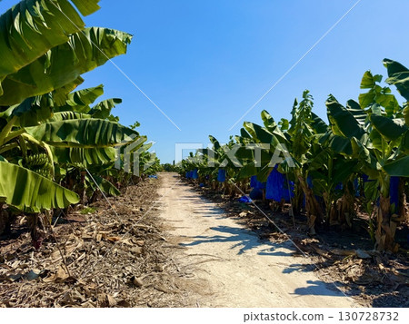 Banana tree with bunch of unripe bananas. Banana plantation with blue sky on sunny day. Banana tree with bunch of unripe bananas. Banana plantation with blue sky on sunny day. 130728732