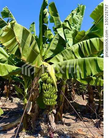 Banana tree with bunch of unripe bananas. Banana plantation with blue sky on sunny day. 130728797
