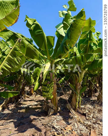 Banana tree with bunch of unripe bananas. Banana plantation with blue sky on sunny day. 130728799