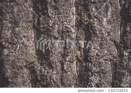 Tree bark texture close-up. Wooden background. Nature background.Macro photography of tree bark.Centennial oak. 130728835
