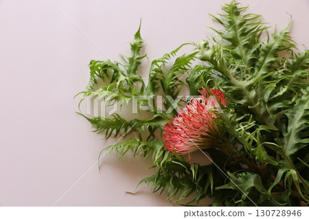 Pincushion and Fern Pincushion and Fern 130728946