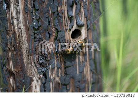 Ladybird Ladybird 130729018