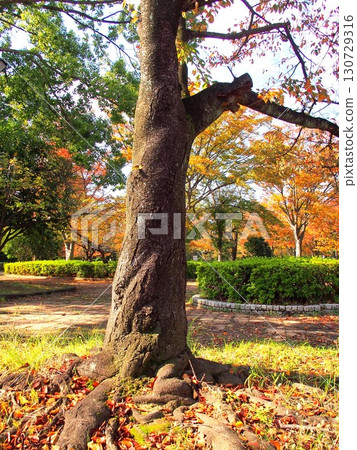 Late autumn park scenery with dead cherry trees 130729316
