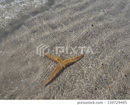 starfish 130729405