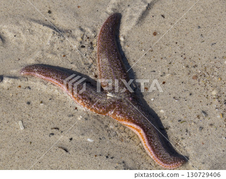 starfish starfish 130729406
