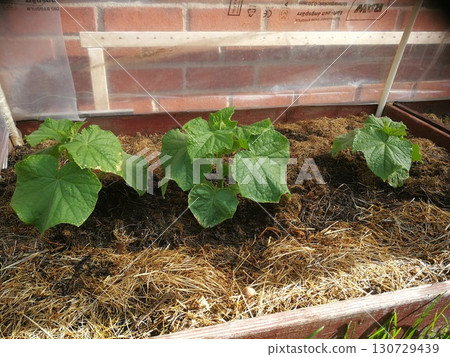 Young sprout new cucumber plant at soil 130729439