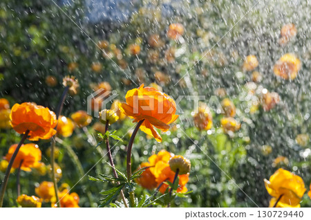 Water Droples Water Droples 130729440