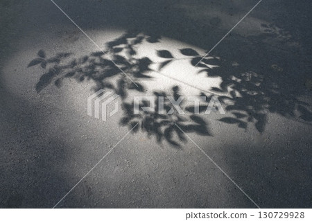 The shadows of the leaves on the ground and the beautiful sunlight filtering through the trees 130729928