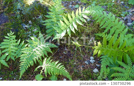 森林裡的蕨葉和苔蘚 森林裡的蕨葉和苔蘚 130730296
