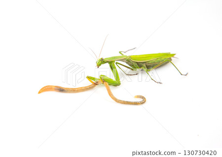 green praying mantis eats earthworm food on a white background. insect predator. nature and zoology green praying mantis eats earthworm food on a white background. insect predator. nature and zoology 130730420