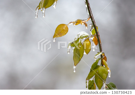 Icicles on icy branches and green leaves of trees. season of temperature changes  130730423