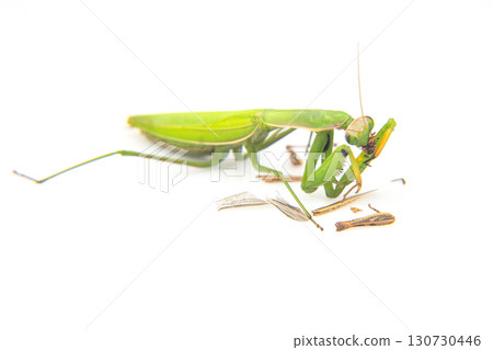 praying mantis eats a grasshopper close-up on a white background. 130730446