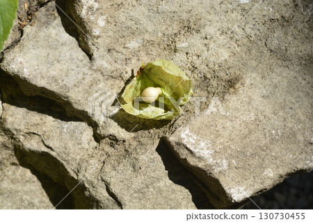European bladdernut European bladdernut 130730455