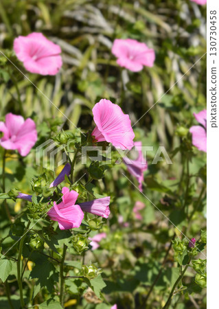 Rose mallow Rose mallow 130730458