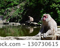 Monkeys and hot springs 130730615