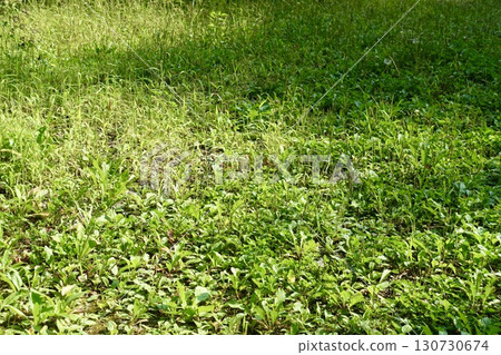 Weedy meadow Weedy meadow 130730674