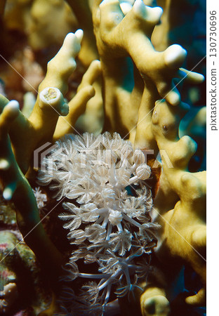Close-Up of Coral Reef Life Featuring Soft and Hard Corals 130730696