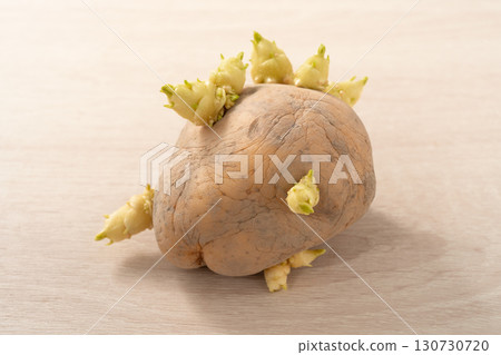 sprout potato bud sprout potato Sprouted potatoes ジャガイモ sprout sprout potato bud sprout potato Sprouted potatoes ジャガイモ sprout 130730720